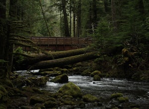 Hike Lower Big Quilcene River