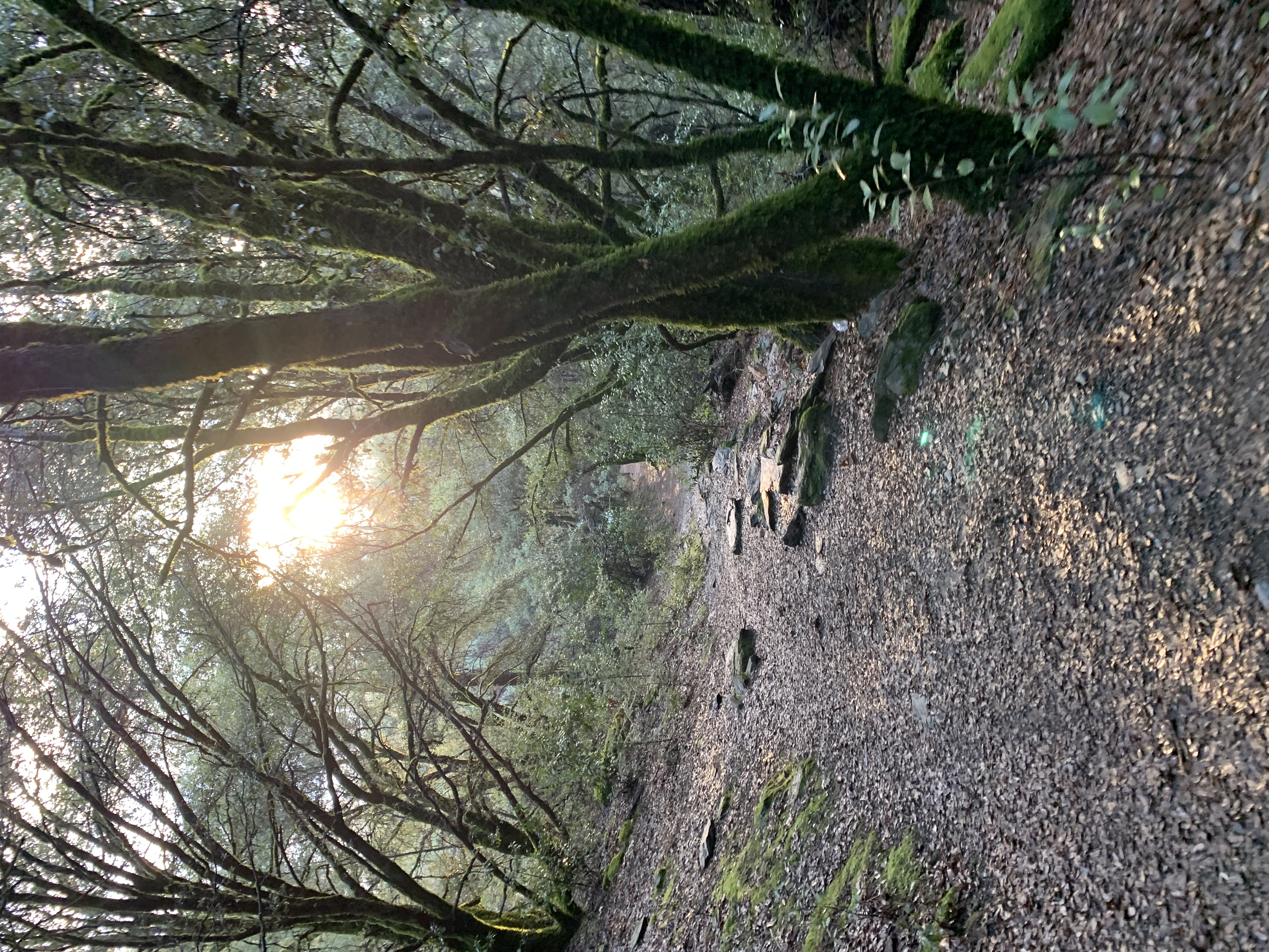 Stevens Trail 