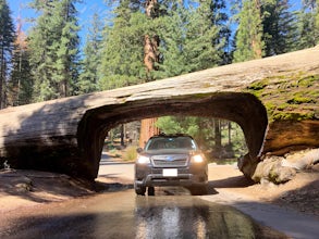 Drive through Tunnel Log