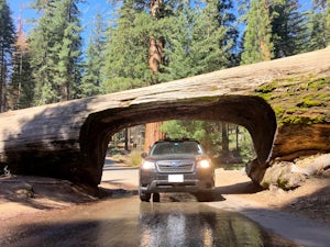 Drive through Tunnel Log