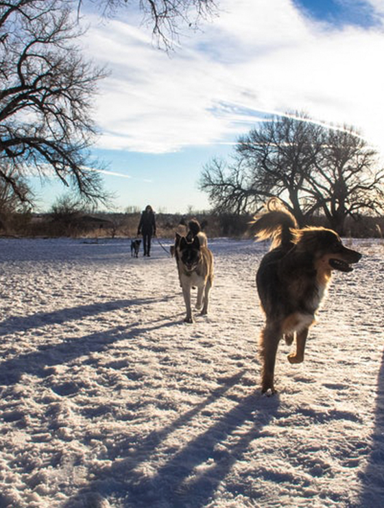 Dog Friendly Adventures