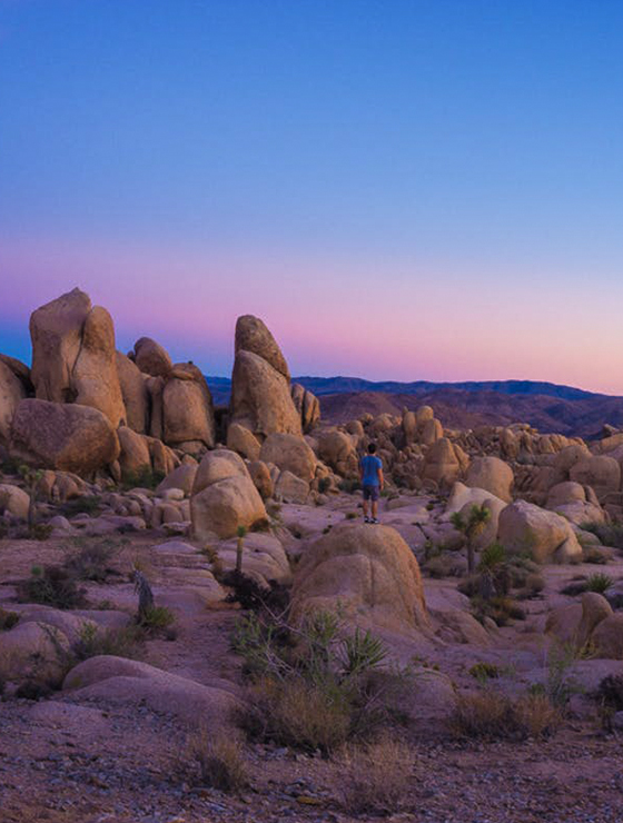 Joshua Tree