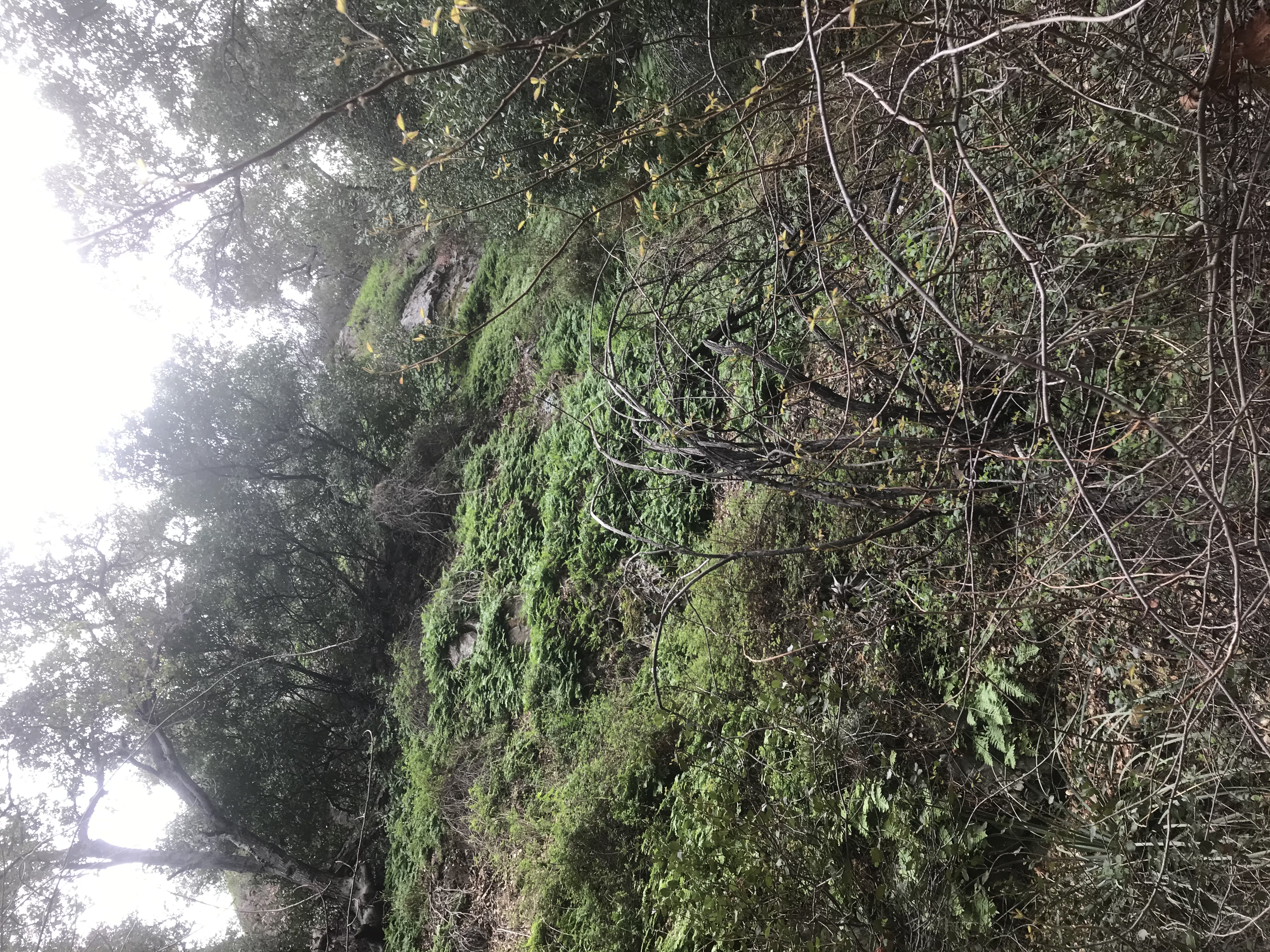 Skyline Drive Trail