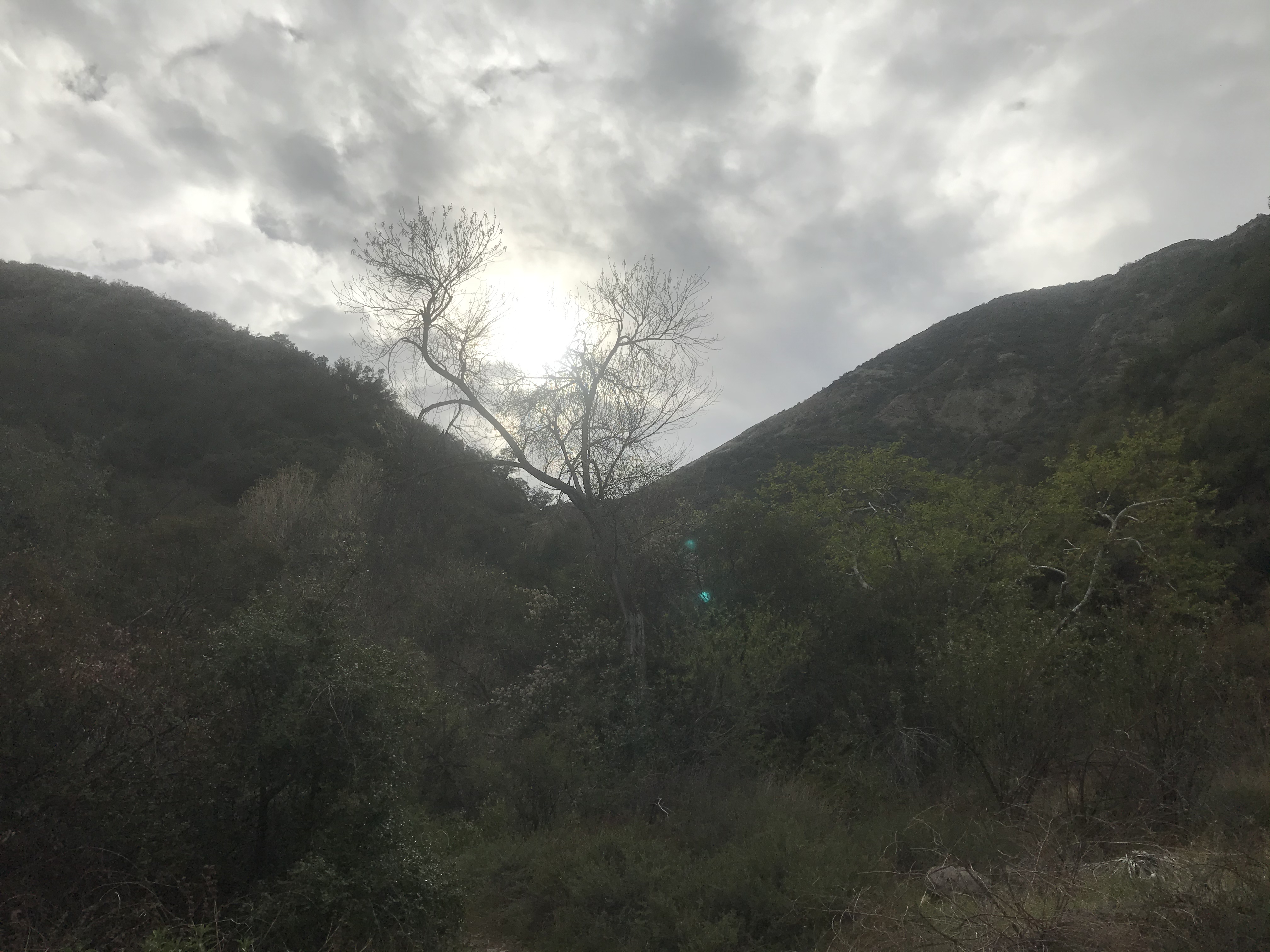 Skyline Drive Trail