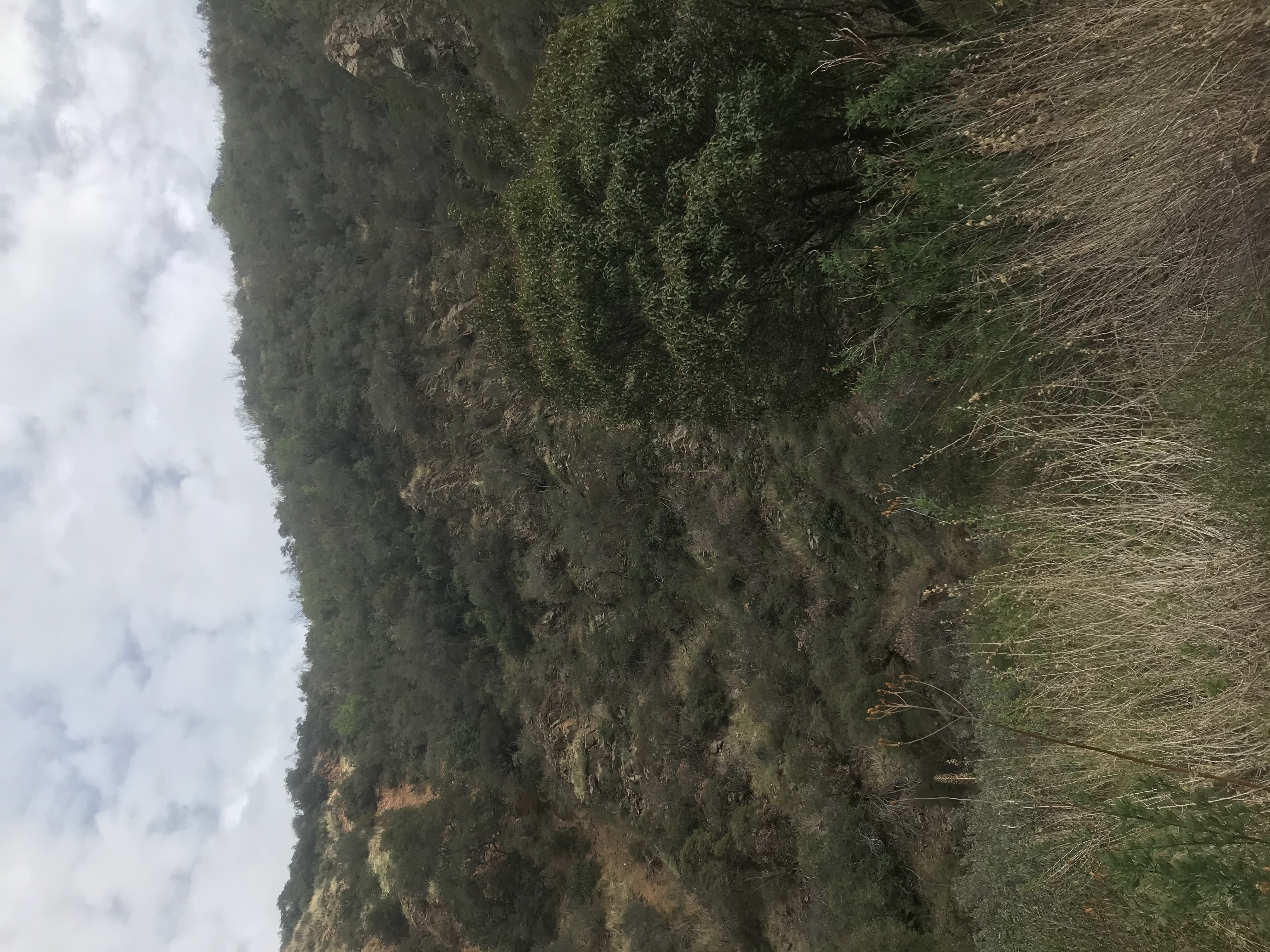 Skyline Drive Trail