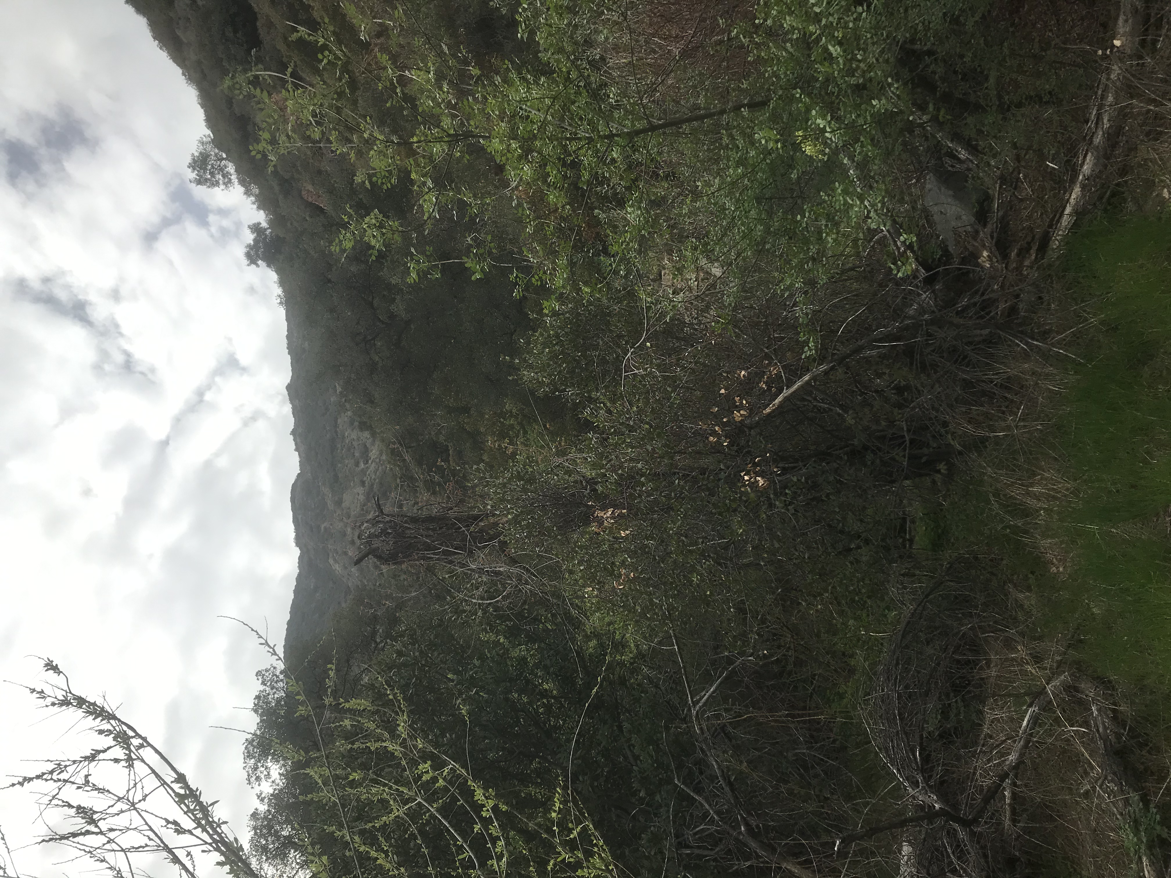 Skyline Drive Trail