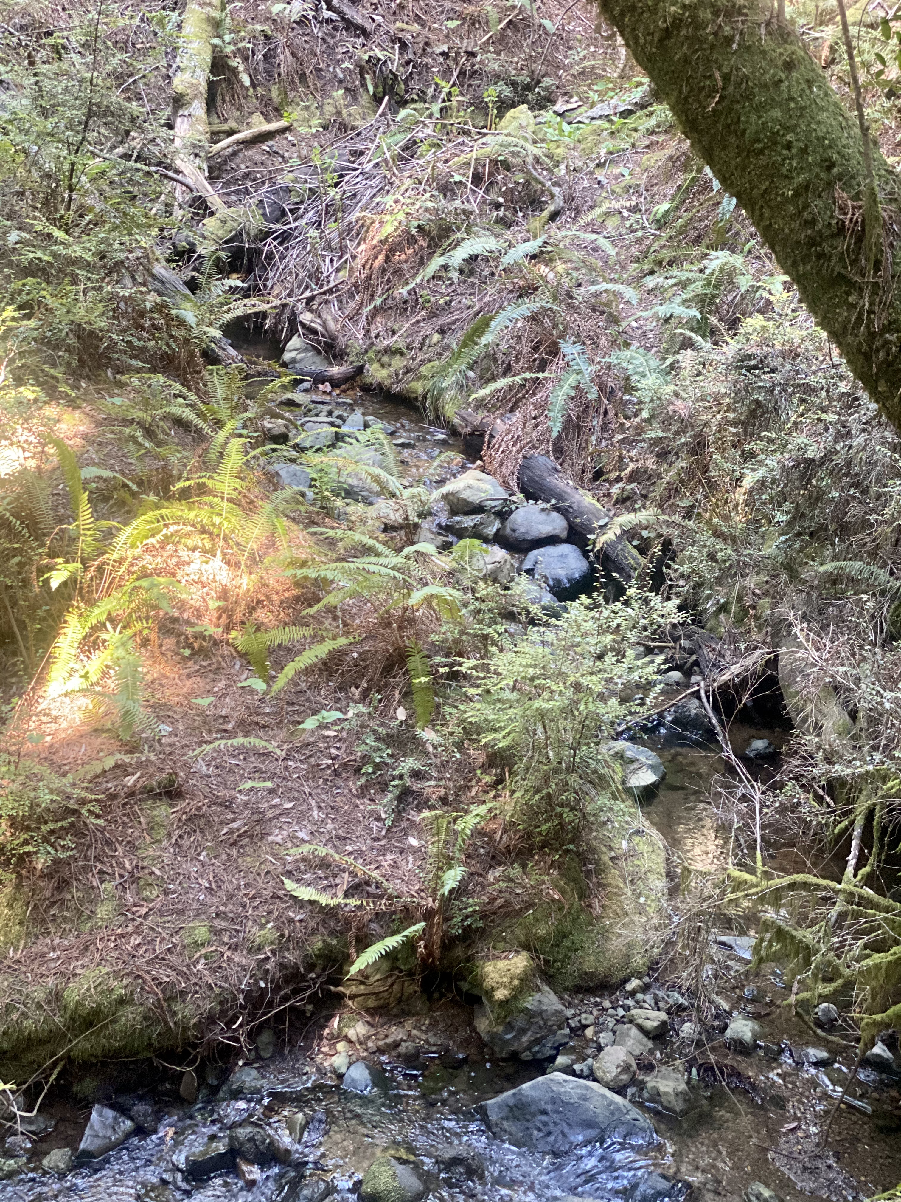 Matt Davis-Steep Ravine Loop