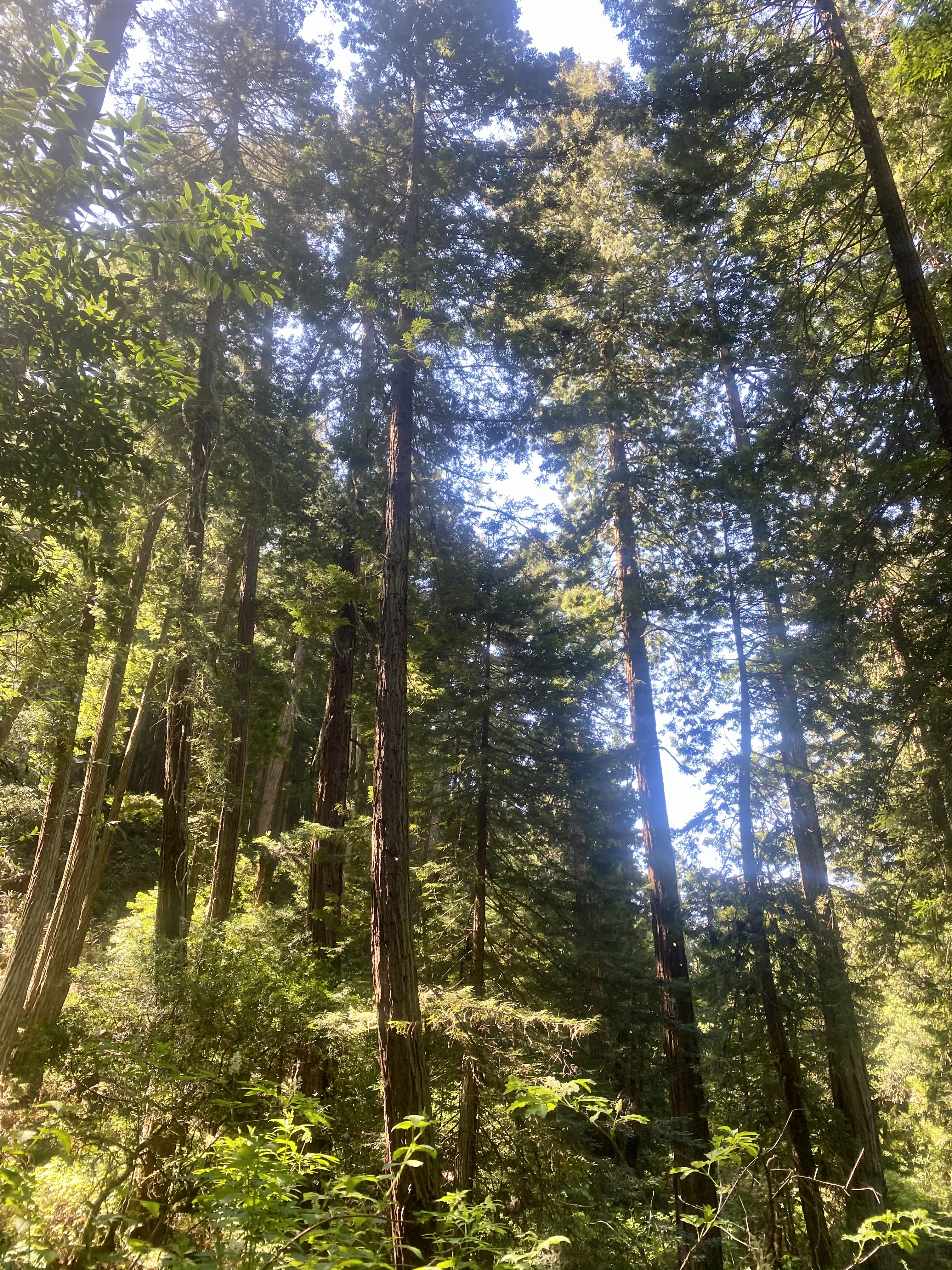 Matt Davis-Steep Ravine Loop