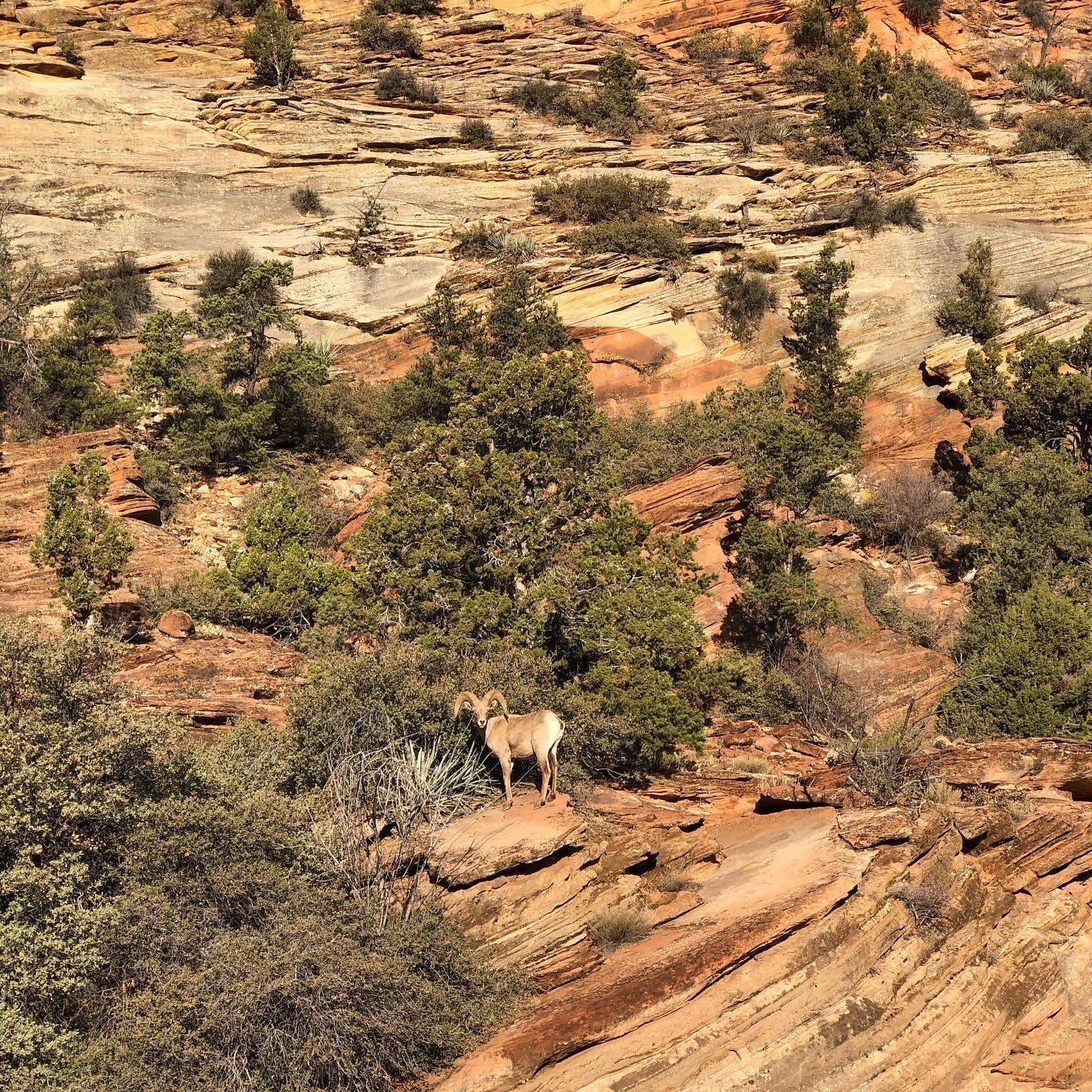 Canyon Overlook Trail