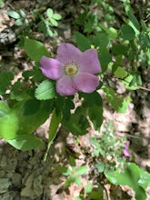 Hike to Pinnacle Peak, Indiana