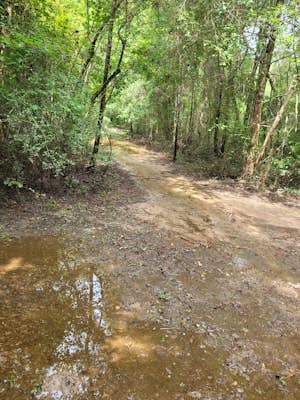 Hike Claiborne Park Trail Loop
