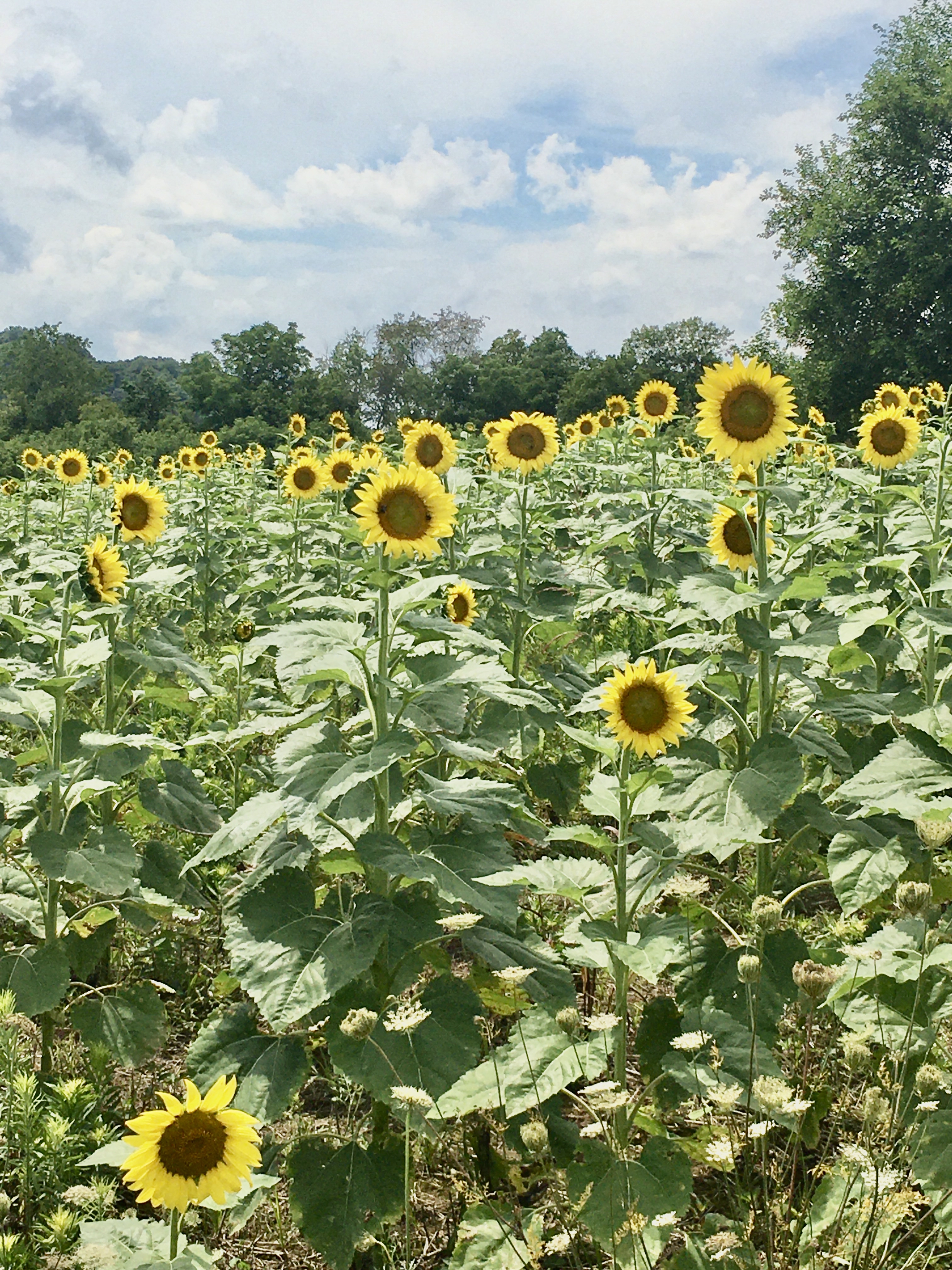 Forks of the River Wildlife Management Area