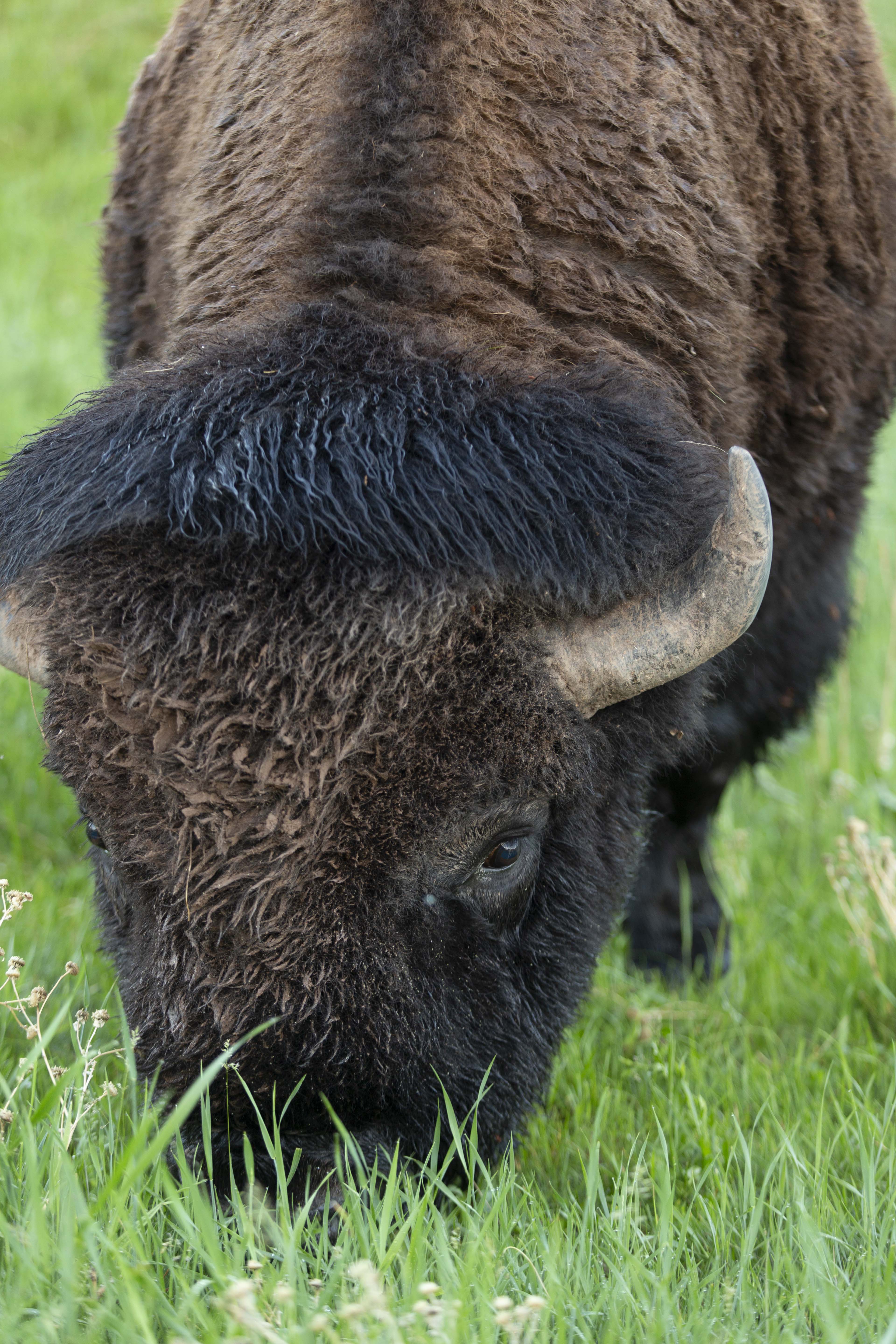 Drive the Custer State Park Wildlife Loop