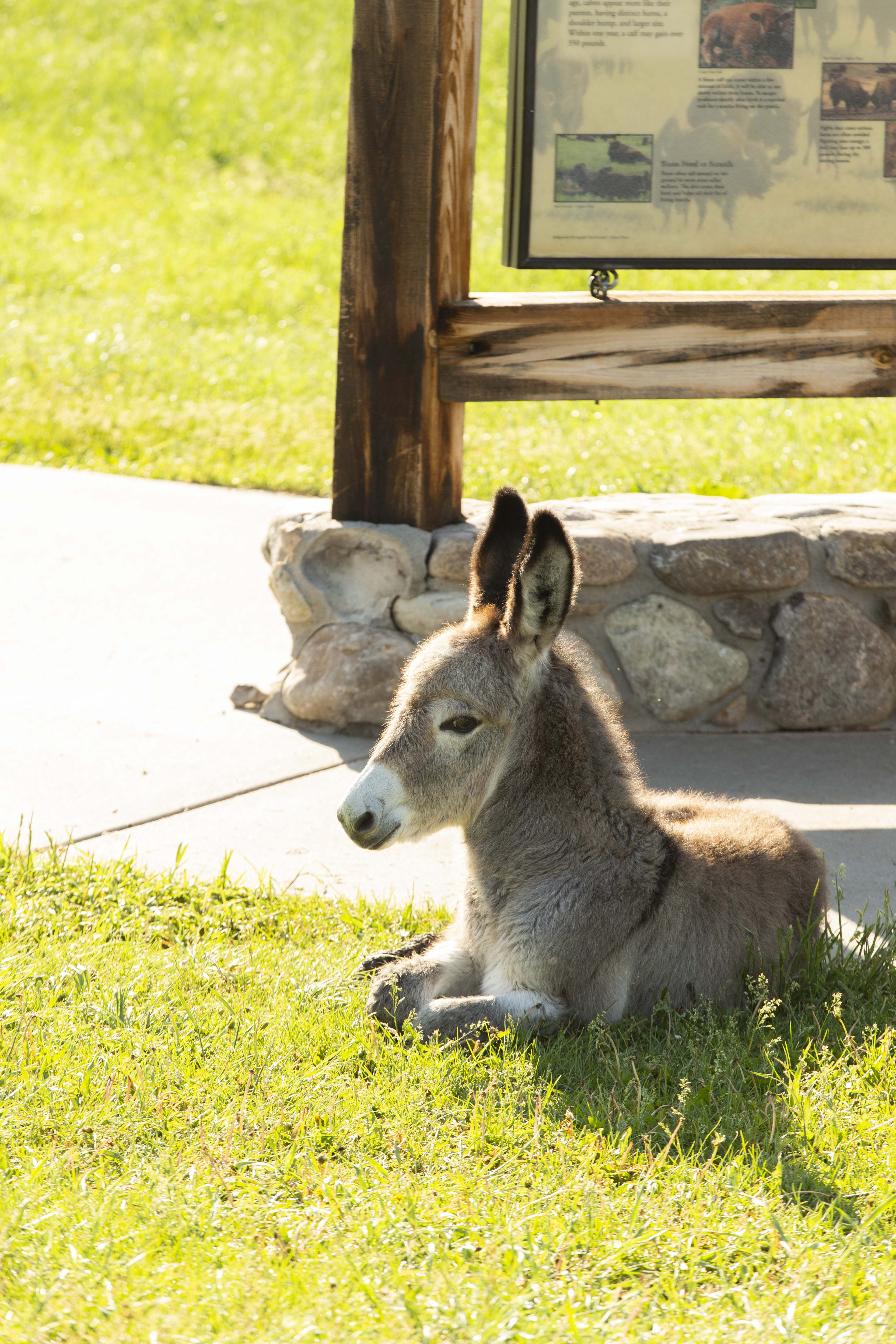 Drive the Custer State Park Wildlife Loop