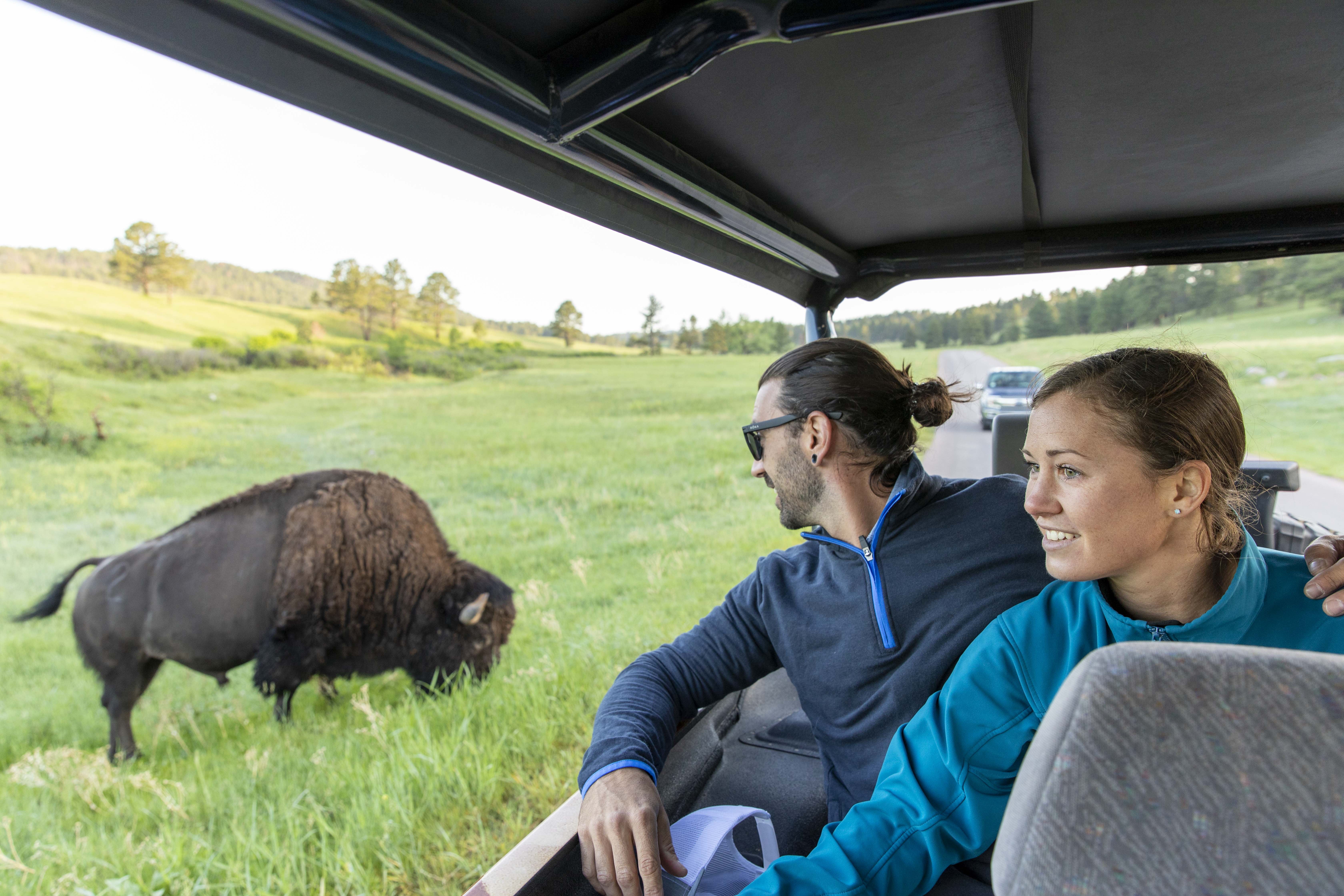 Drive the Custer State Park Wildlife Loop