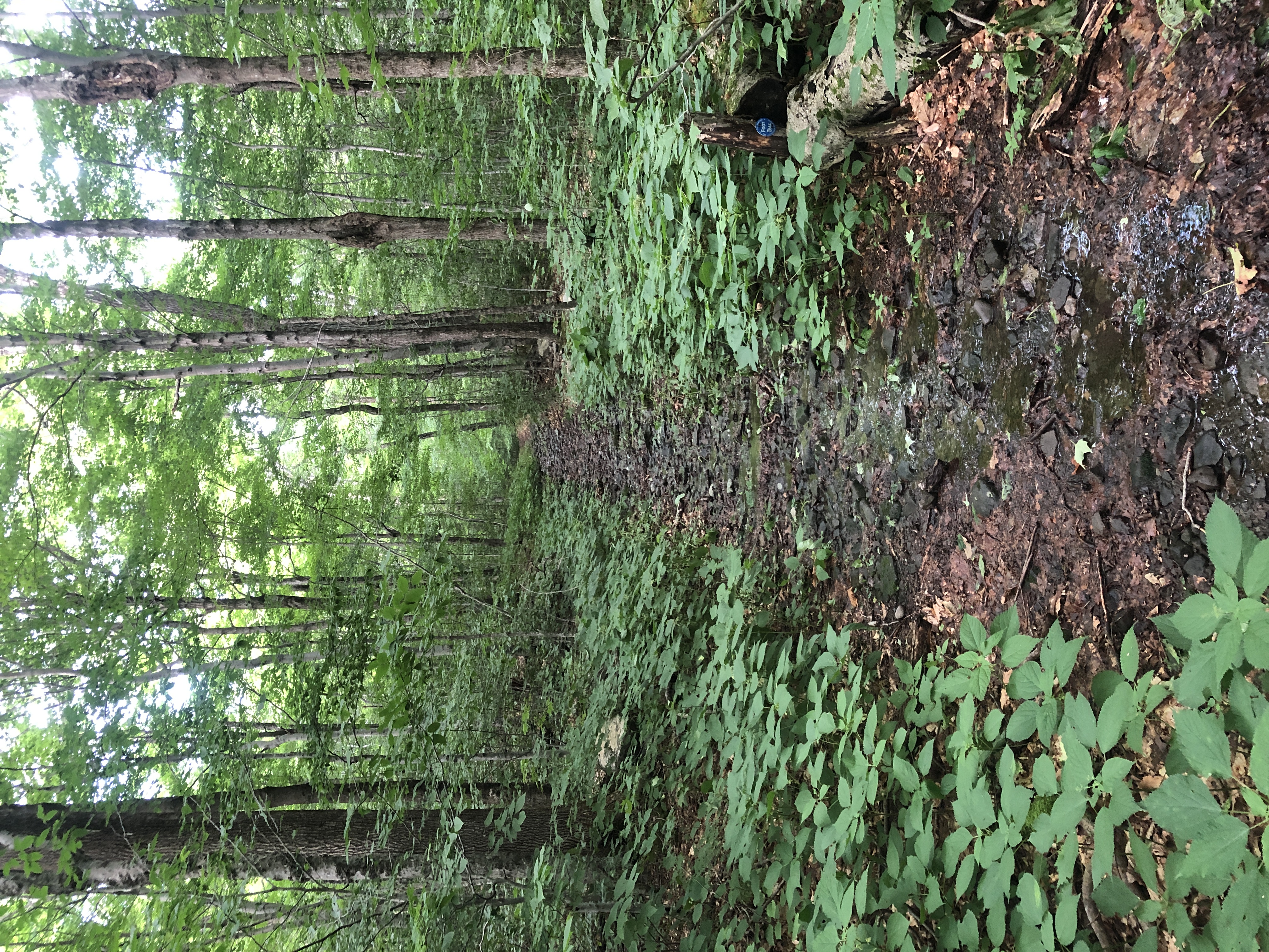 Sugarloaf Mountain via Blue Trail