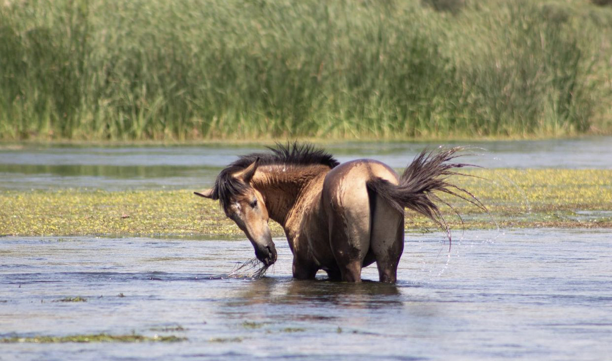 Photograph the Salt River Wild Horses at Coon Bluff