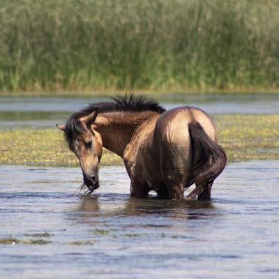 Photograph the Salt River Wild Horses at Coon Bluff