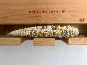 What planting corn taught me about being alive.
