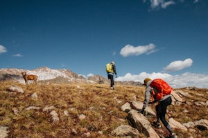 How to Train a Dog for the Backcountry