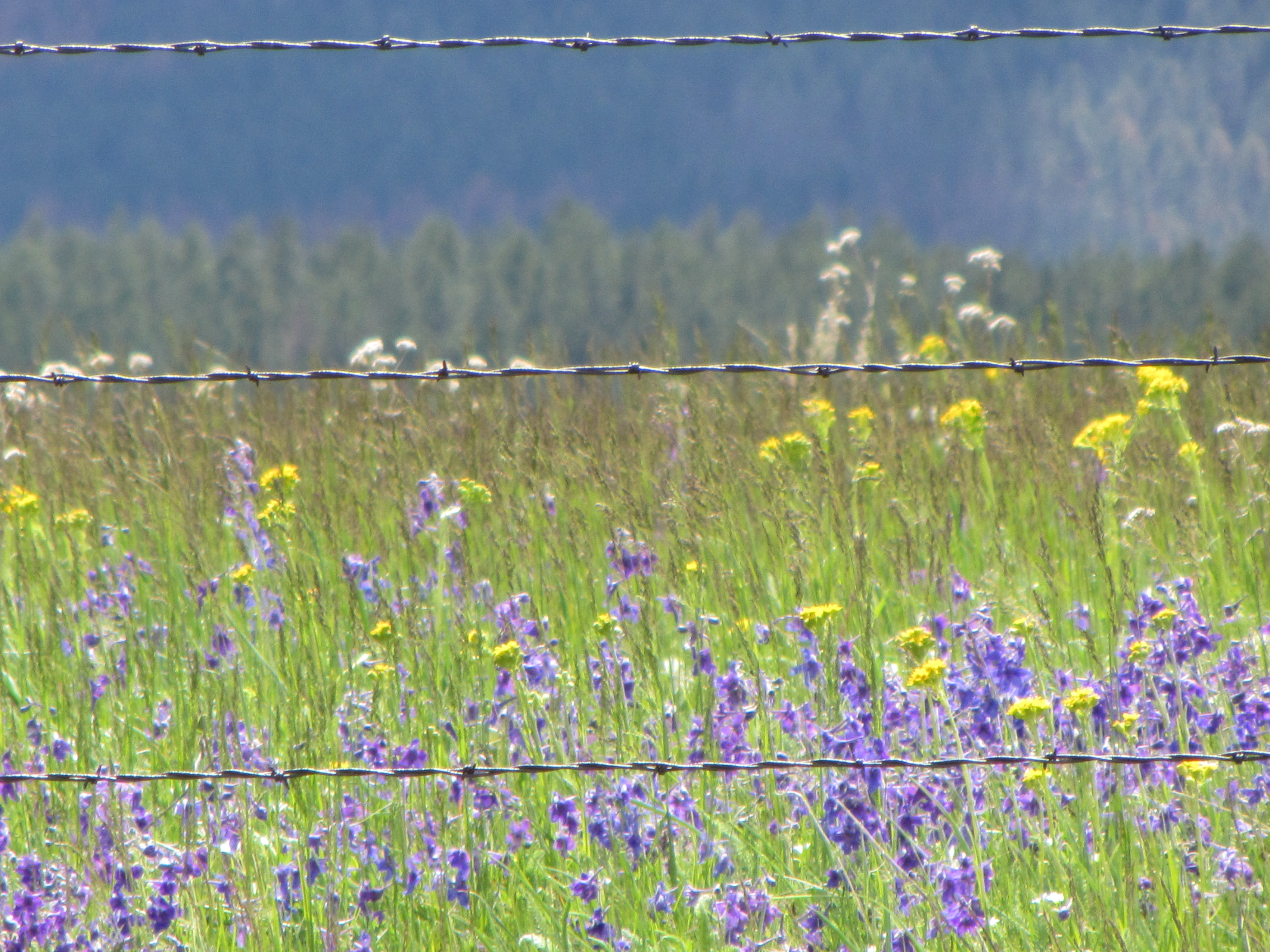 Hike the Deerfield Lake Trail to Slate Creek Convergence