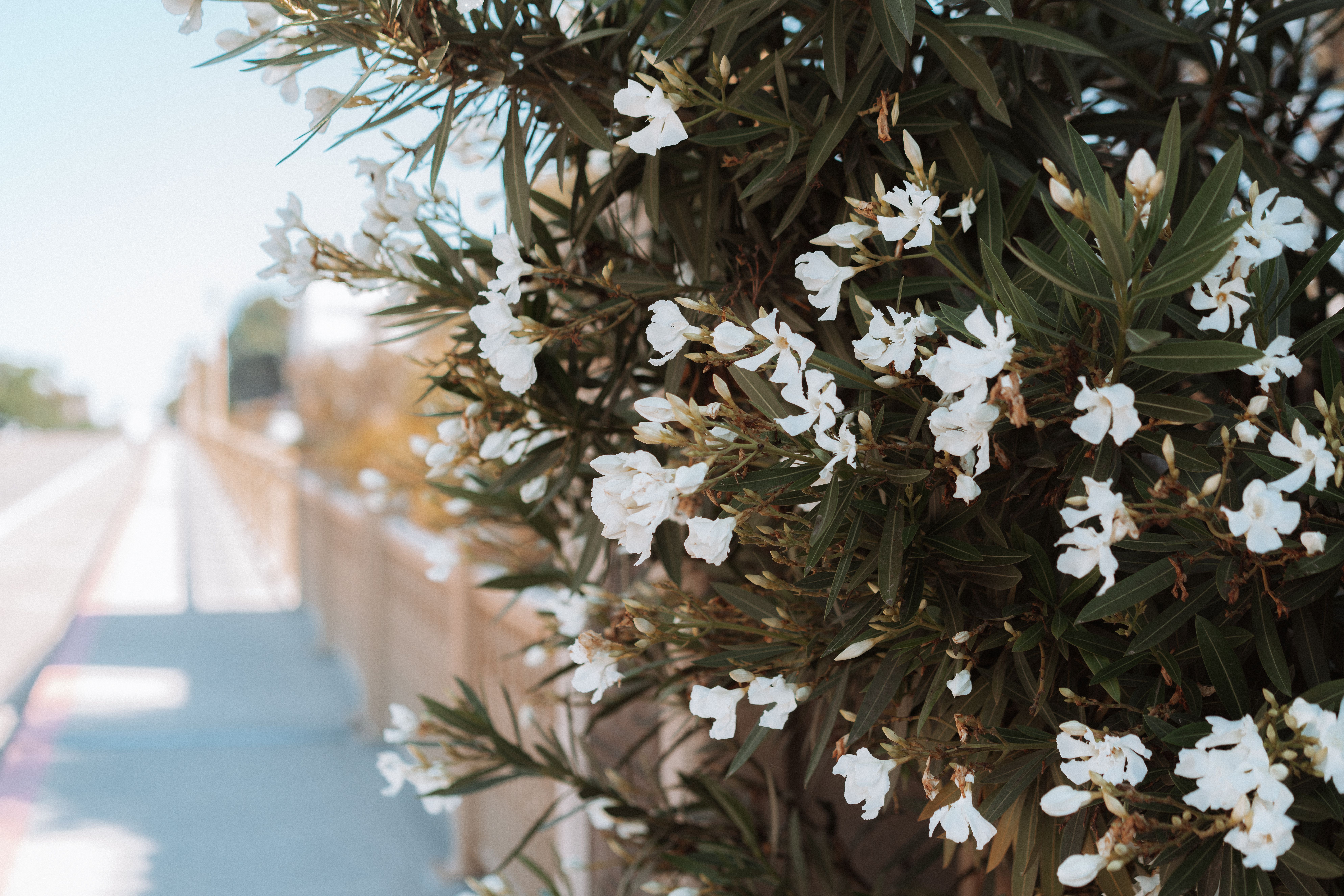 Seven Bridge Walk Loop