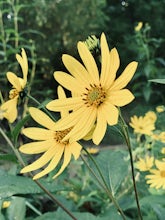 Cofrin Memorial Arboretum Trail