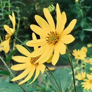 Cofrin Memorial Arboretum Trail