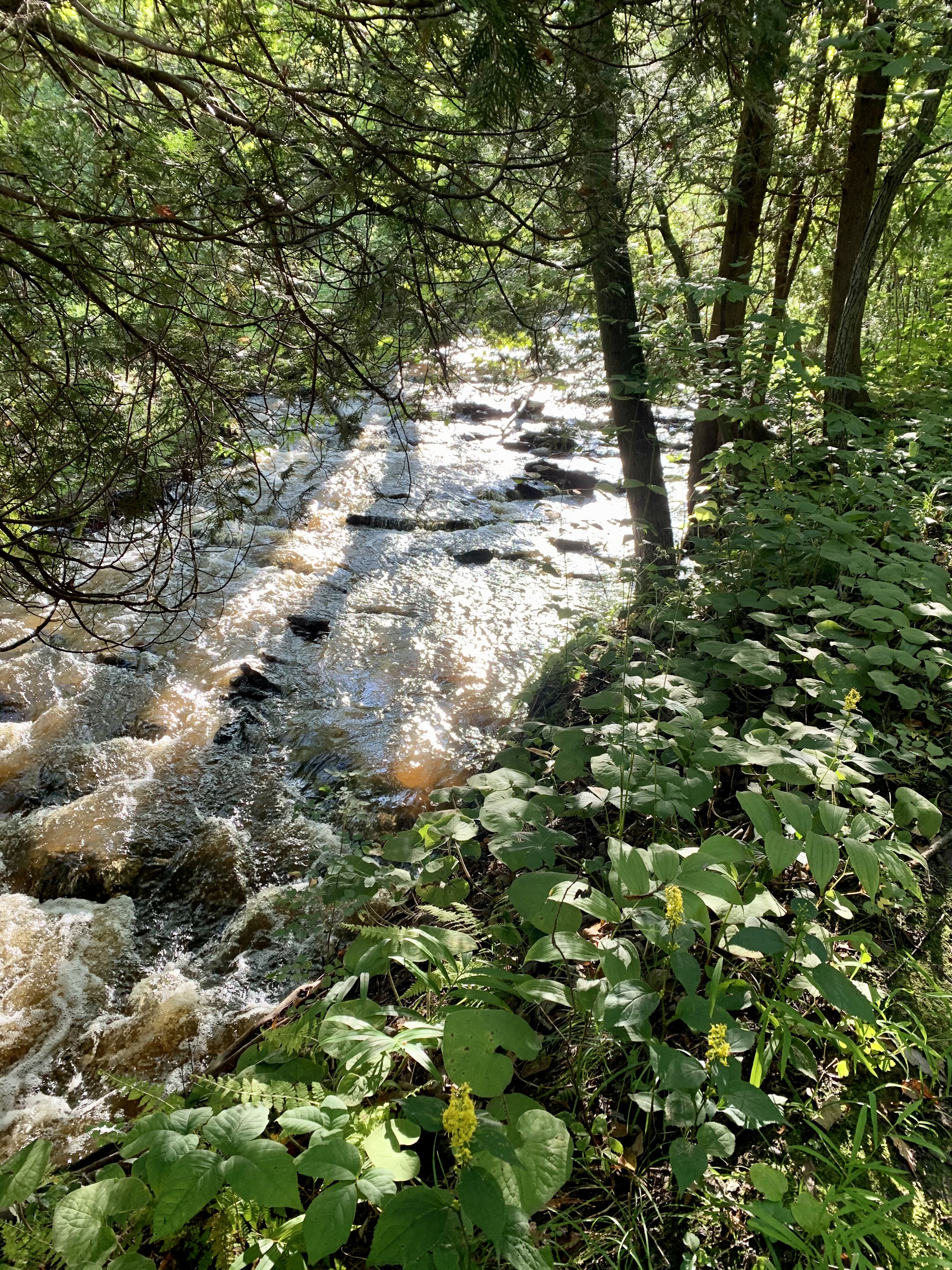 Baird Creek West Loop
