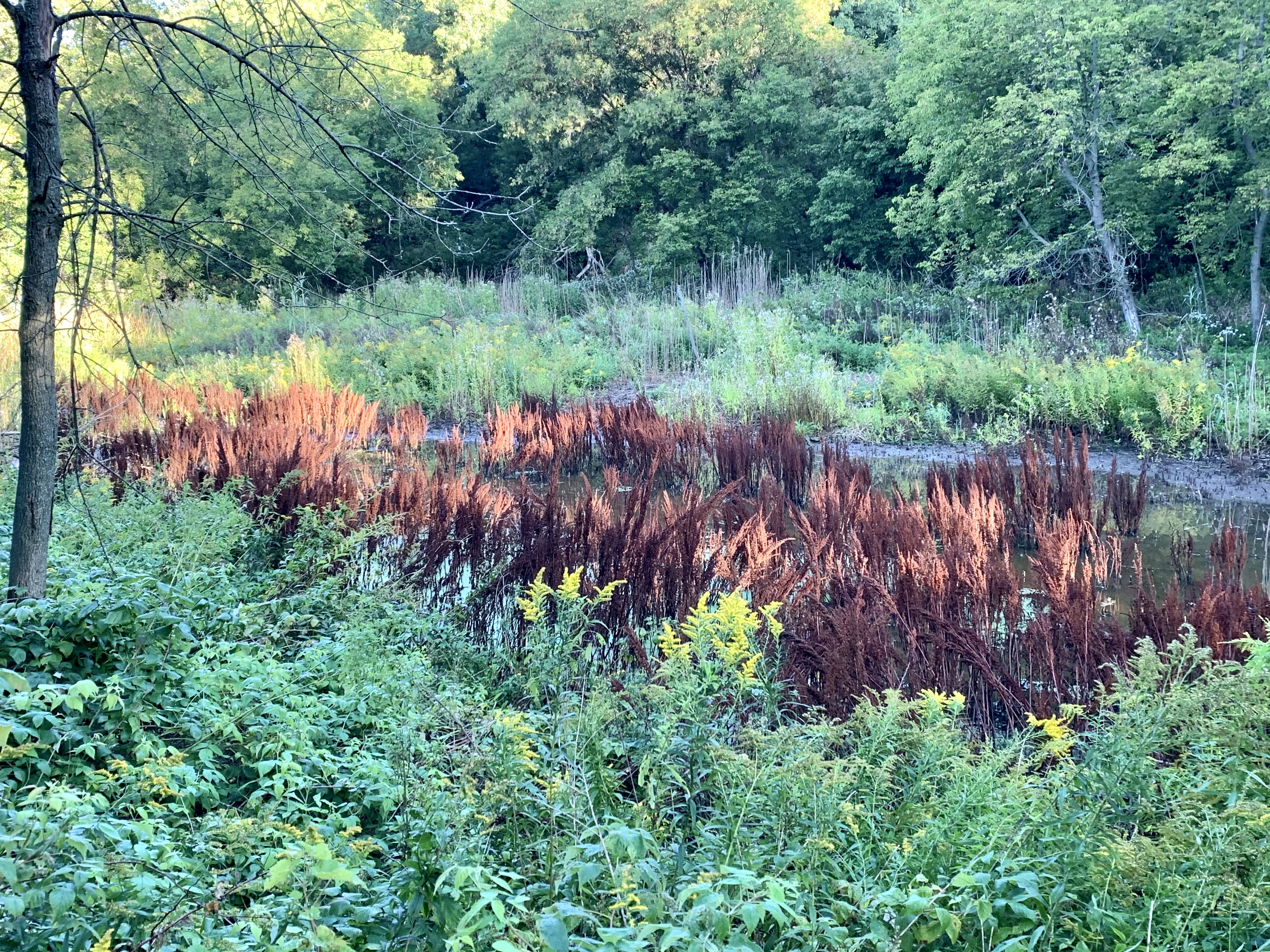 Baird Creek West Loop