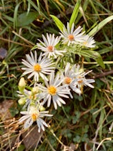 Baird Creek East Loop