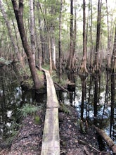 I'on Swamp Interpretive Trail