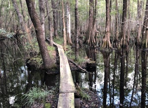 I'on Swamp Interpretive Trail