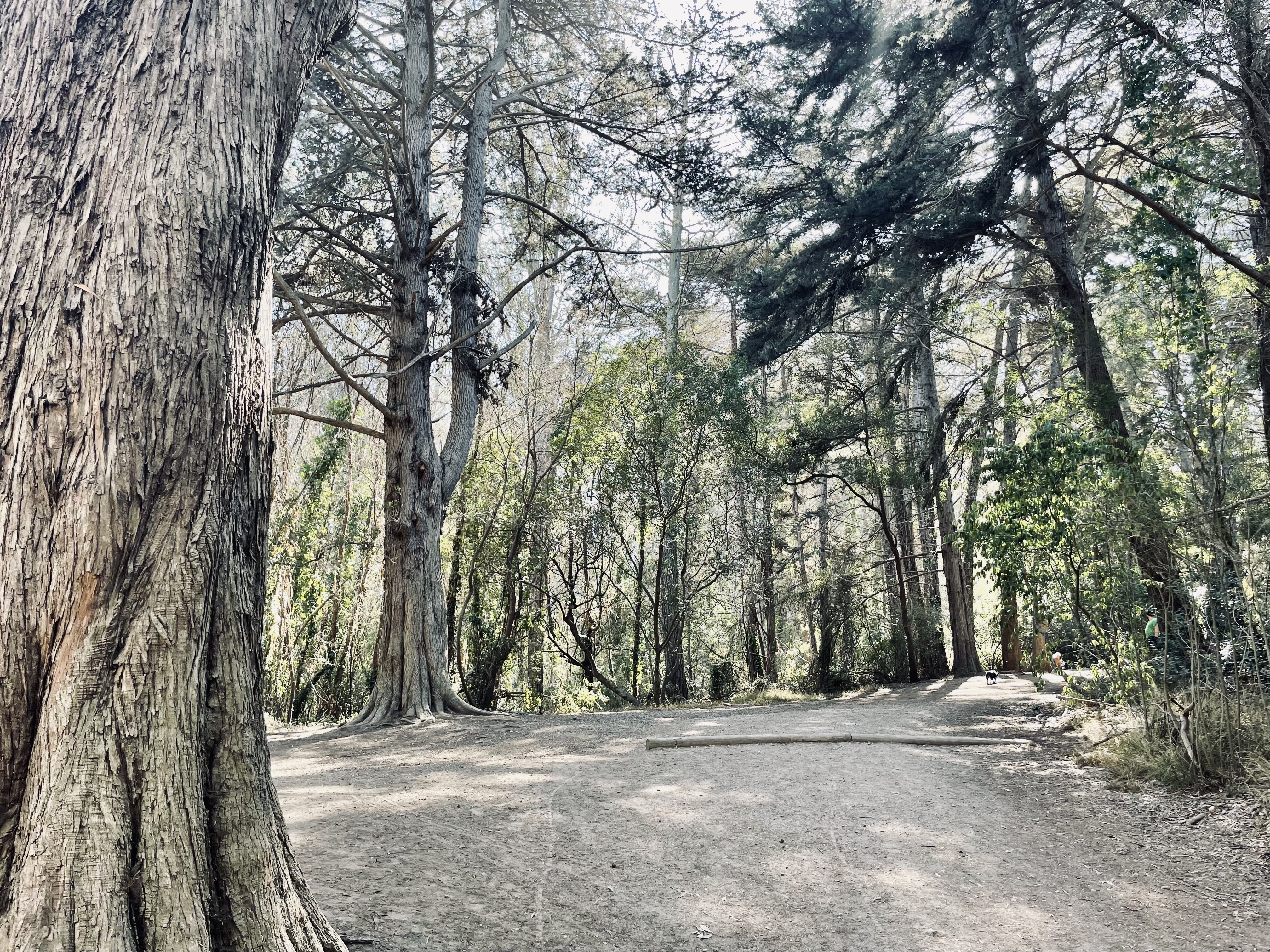 Presidio Ecology Trail