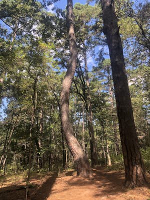 Tyler State Park C And D Loop Trail