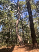 Tyler State Park C And D Loop Trail