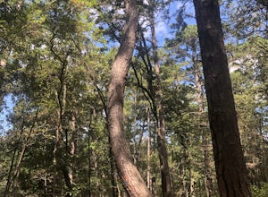 Tyler State Park C And D Loop Trail
