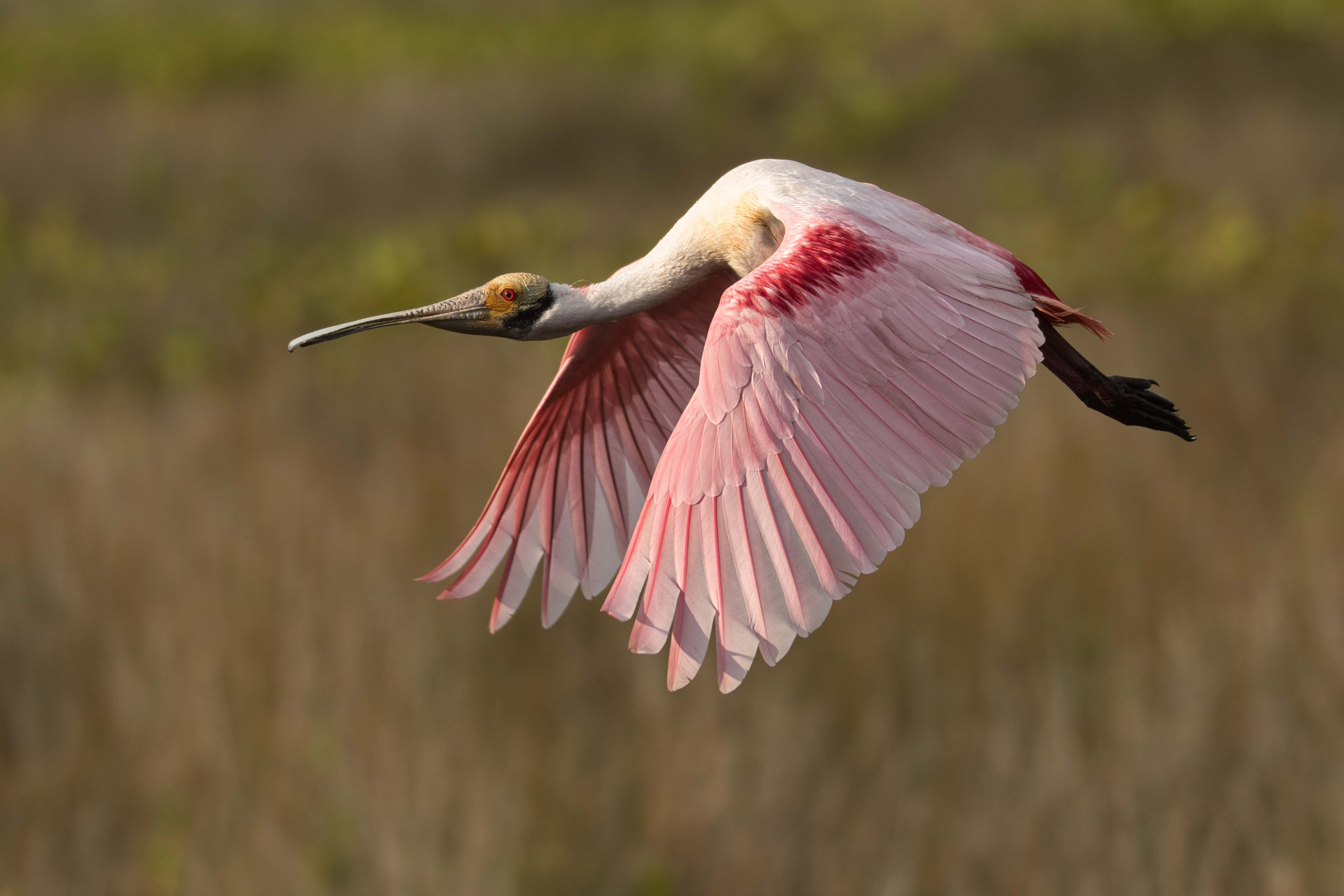 Wildlife Photography at Blackpoint Wildlife Drive