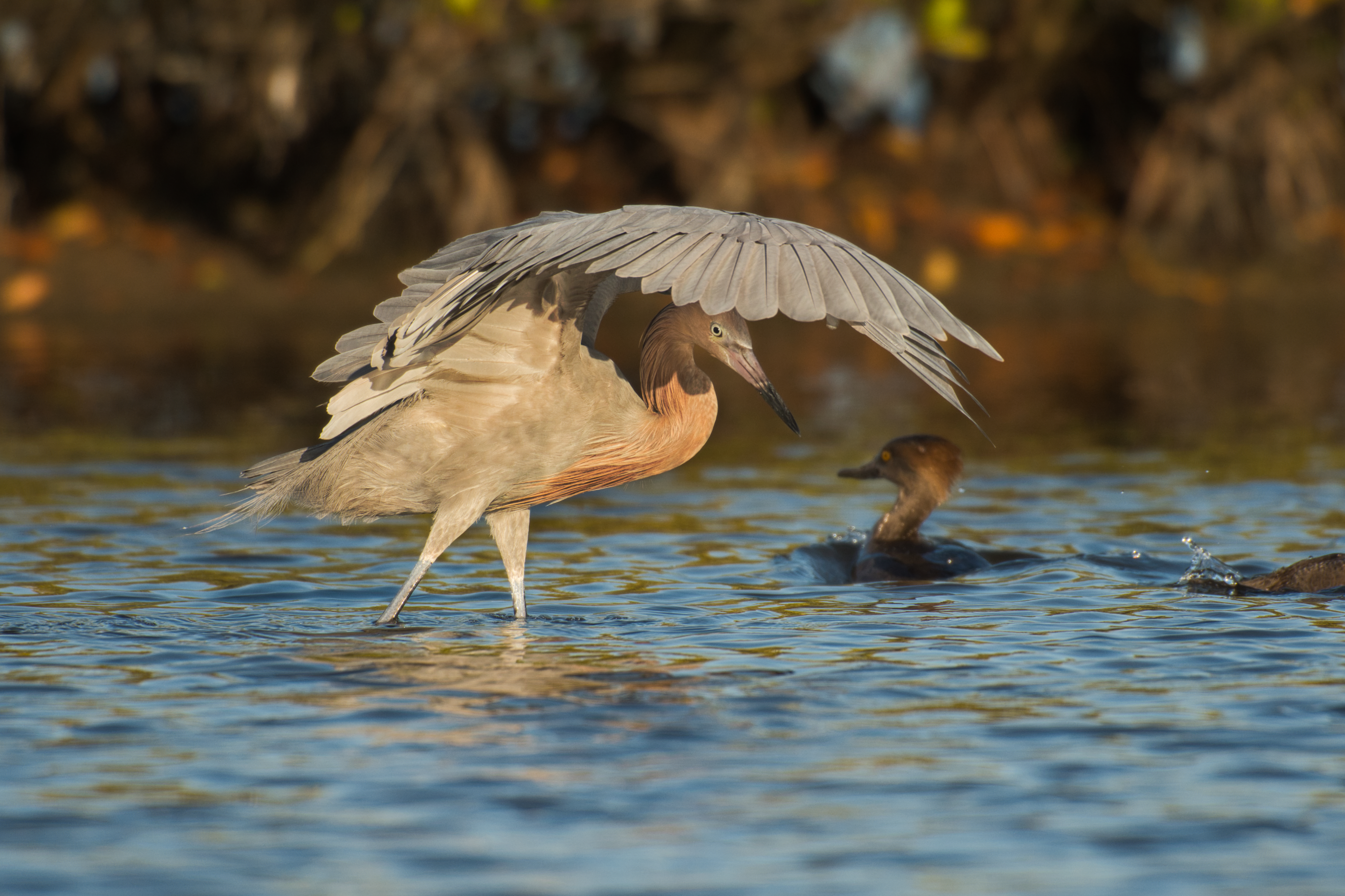Wildlife Photography at Blackpoint Wildlife Drive