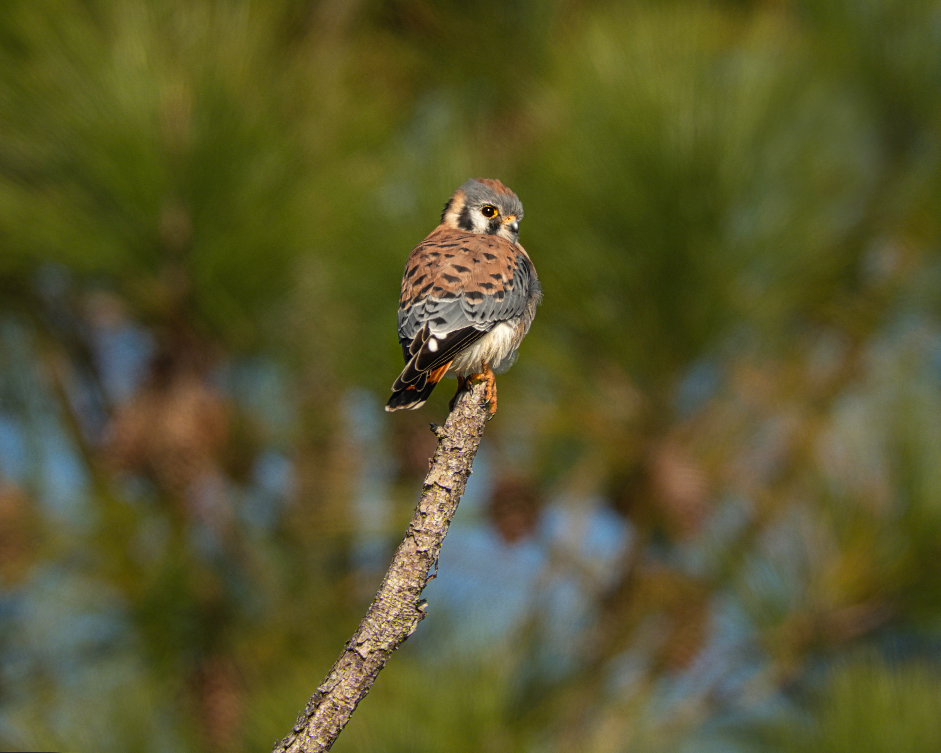 Wildlife Photography at Blackpoint Wildlife Drive