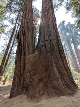 California Trees Stand Tall as Our Elders