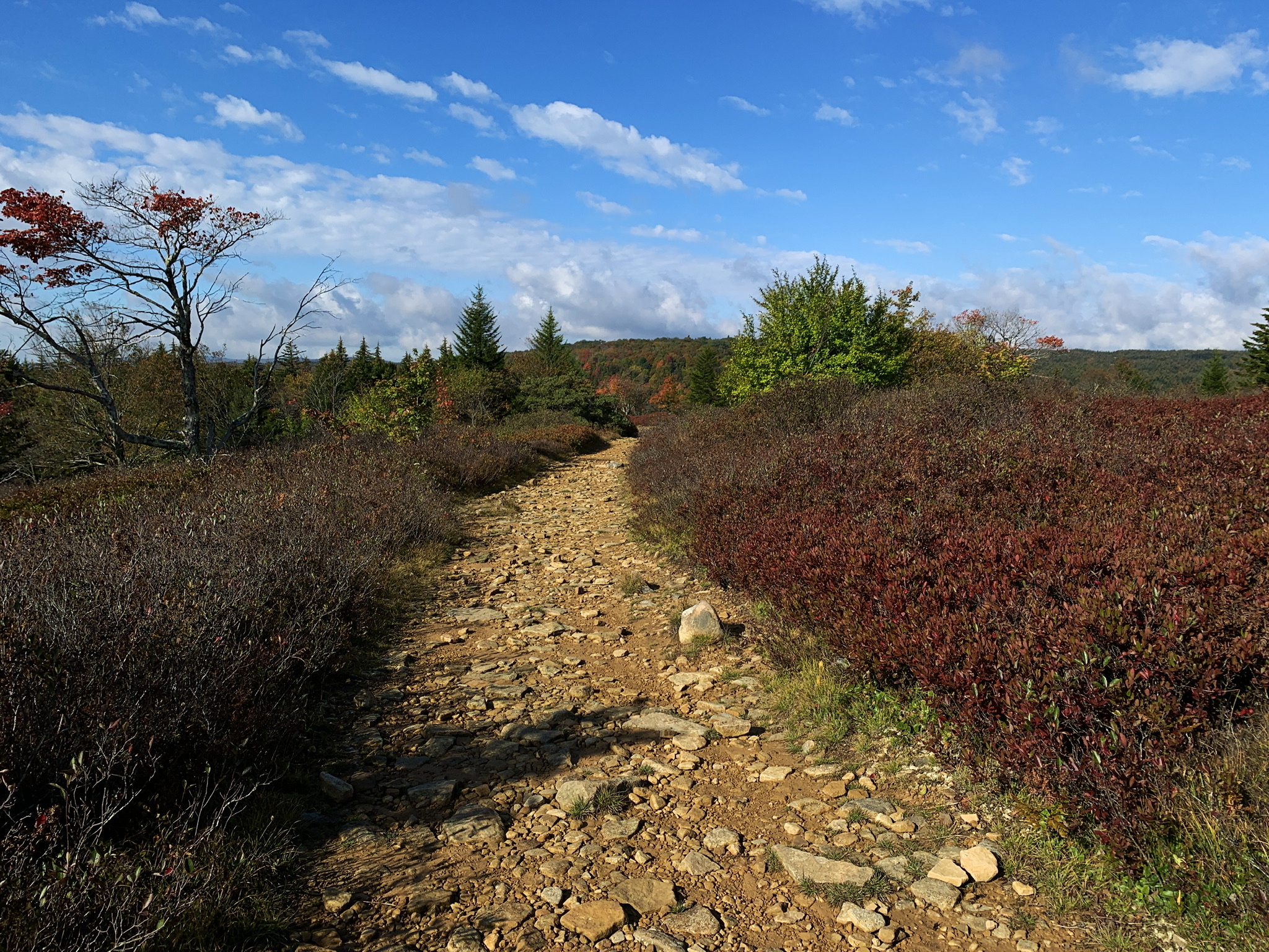 Bear Rocks Loop