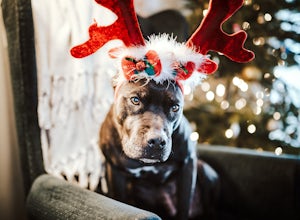 A How-to Guide for Holiday Gathering with Dogs