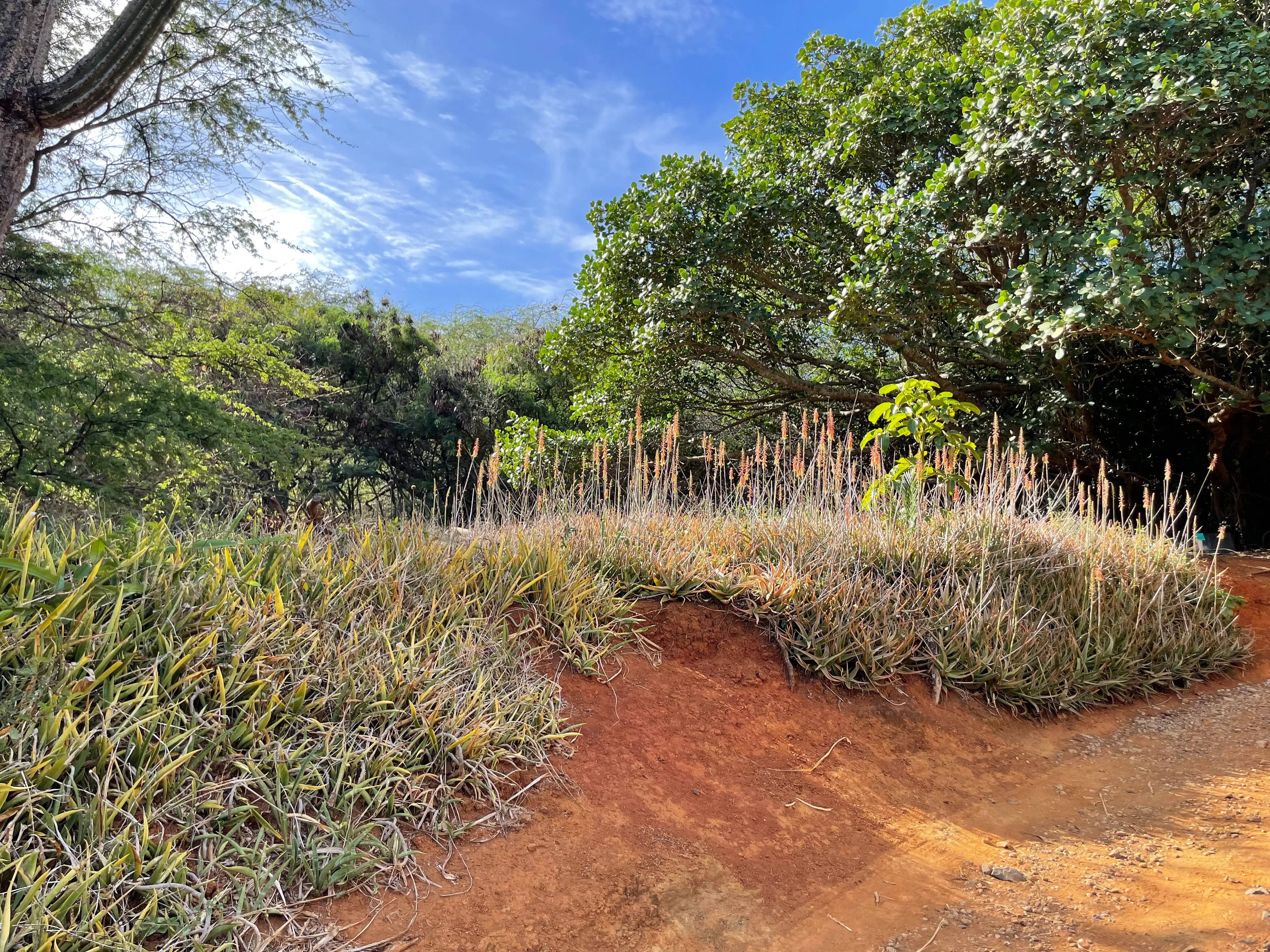 Koko Head Botanical Garden