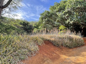 Koko Head Botanical Garden