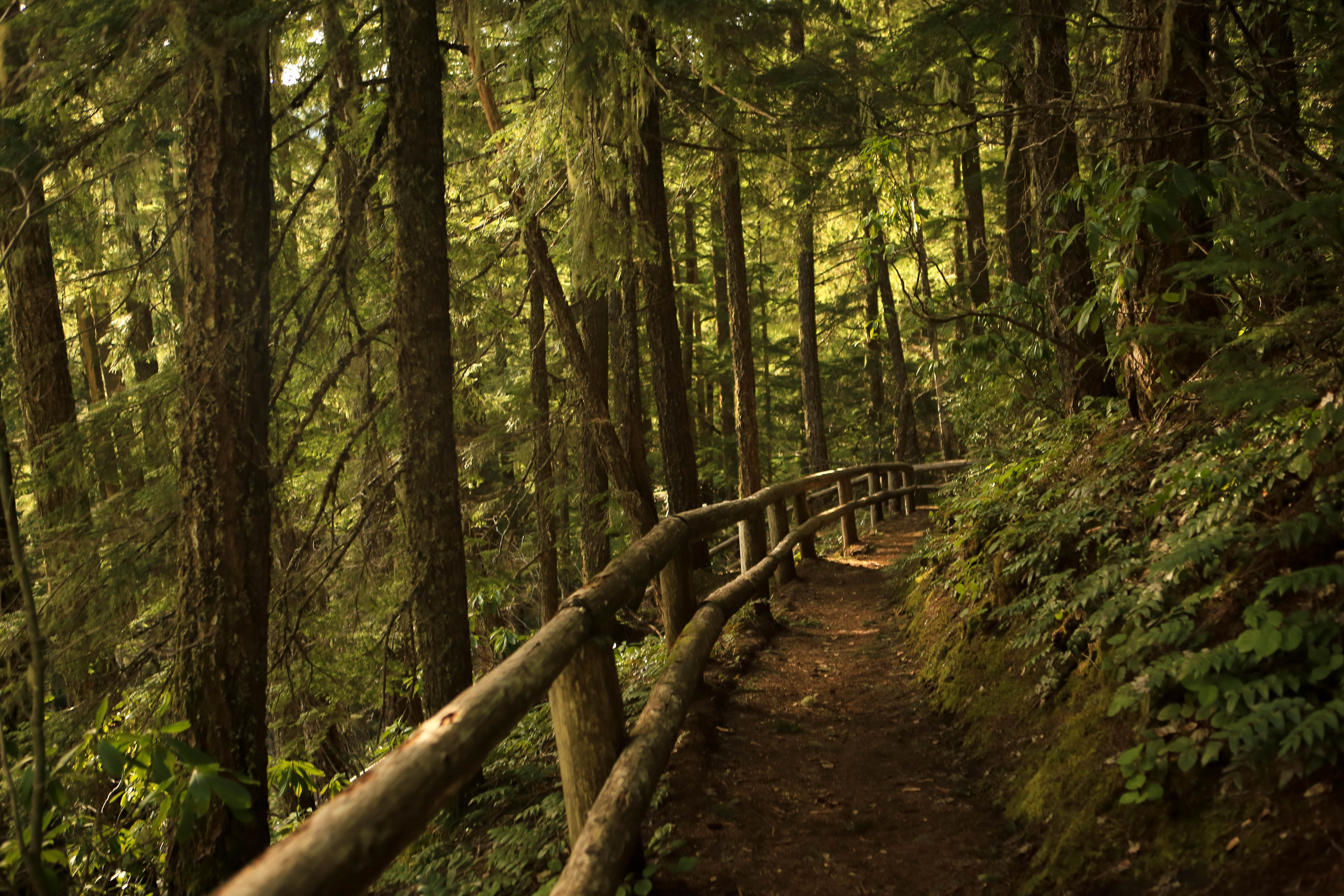 Salt Creek Falls
