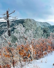 Tree Spring Trail