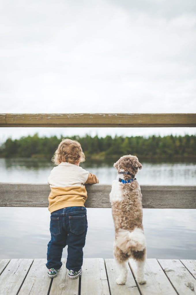A toddler and a small dog look out over water through the wooden slats in a boardwalk railing.