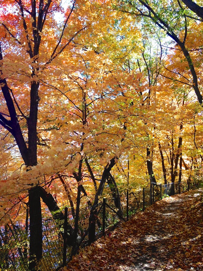 A trail through the woods lined by trees with yellow fall foliage.