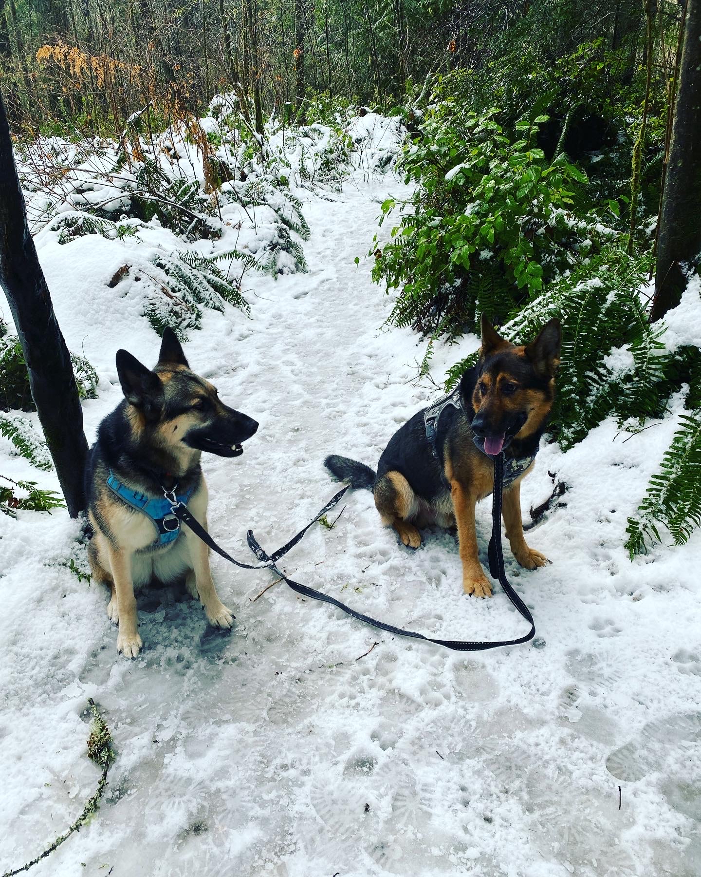 Woodland Plateau and Lloyd Trail Loop